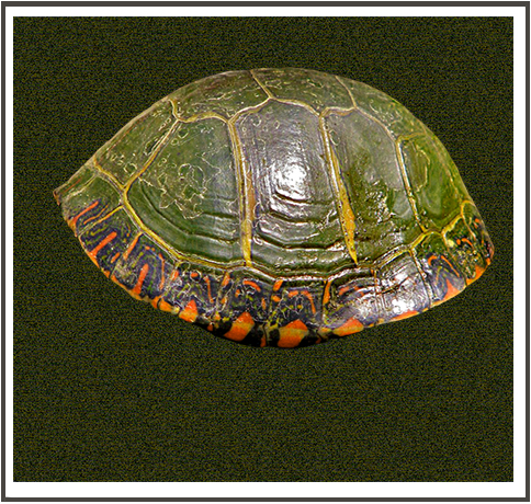 slideshow